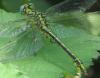 Gomphus simillimus